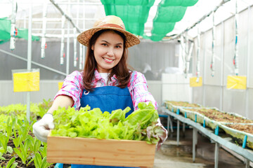 Beautiful smiling Asian woman doing organic farming. Growing organic vegetables in outdoor greenhouses She holds a wooden box of fresh vegetables. Healthy eating.