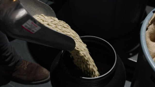 Scooping Coffee Beans from Bucket into barrel