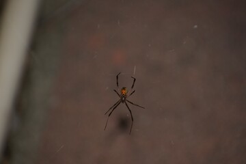 Black Widow Spider with hourglass