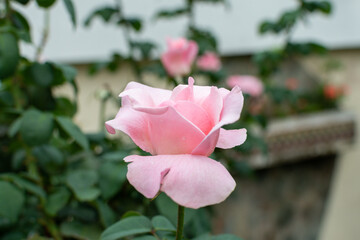 Selective focus of an isolated rose.