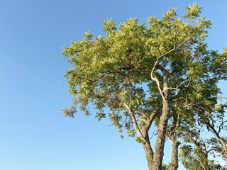 neem tree in nature garden