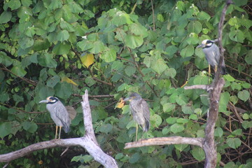Threes birds perched on a tree branch