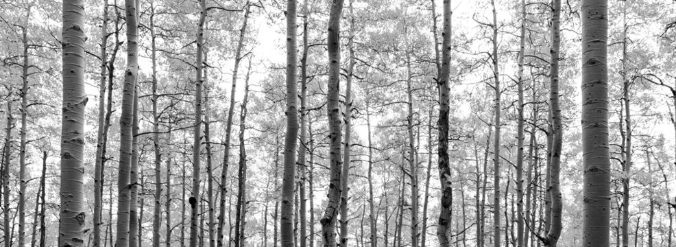 Think forest of tree trunks and branches in black and white landscape background texture