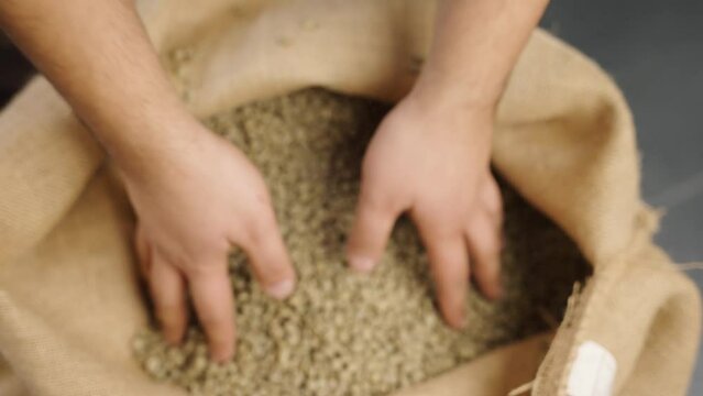 Hands grabbing raw coffee beans from coffee sack Slow Motion