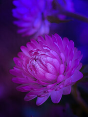 purple chrysanthemum 