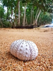 shell on the beach