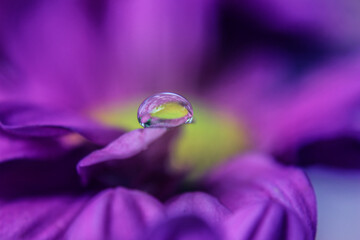 Clear and fresh Dews