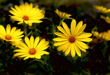 Yellow Daisies in Full Bloom