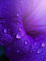 Clear and fresh water drops on the purple flower