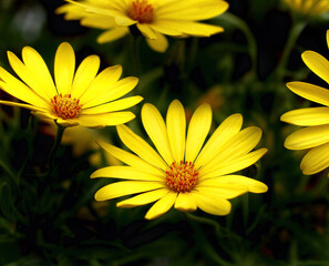 Yellow Daisies in Full Bloom