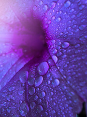 Clear and fresh water drops on the purple flower