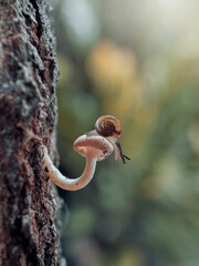 Little Snail on the mushroom