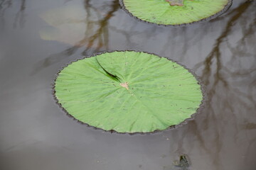 Large green lily pad in a pond