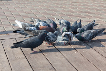 Obraz premium Pigeon feeding . Birds on the city streets 
