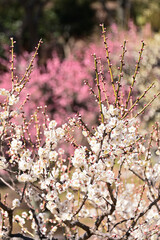 彩とりどりの梅の花
