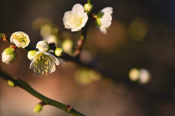 彩とりどりの梅の花