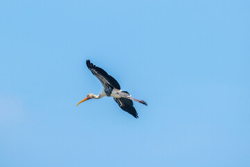 The Painted  Stork  (Mycteria leucocephala) flying in the blue sky