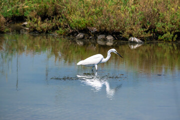 Beautiful of Intermediate egret (Ardea intermedia) with reflection on water, Thailand