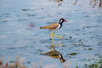 The red-wattled lapwing is an Asian lapwing or large plover, a wader in the family Charadriidae. Like other lapwings they are ground birds that are incapable of perching.