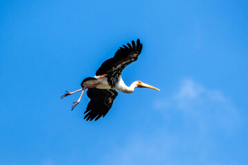 The Painted  Stork  (Mycteria leucocephala) flying in the blue sky