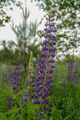 lupine in the field