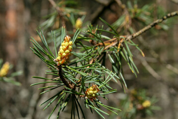 pine branch with flower