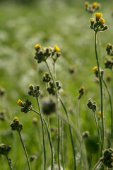 small wild flower buds