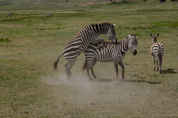 Fototapeta na wymiar two zebras in the savannah