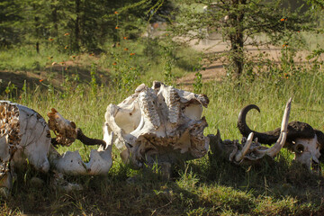 Skulls of large animals in the grass