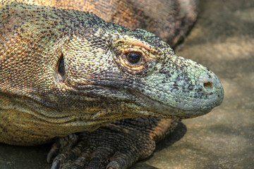 close up of a lizard