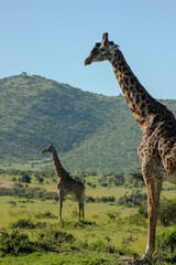 giraffe in the savannah