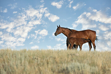 Quarter Horse Mares and Foals