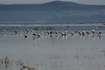 flamingos in the water