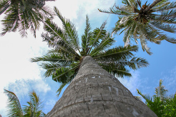 palm tree and blue sky
