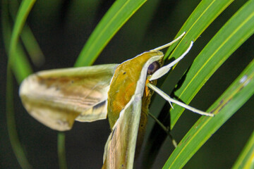 moth on a green leaf