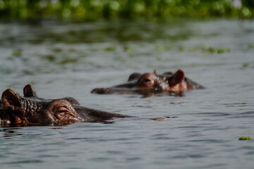 hippo in the river