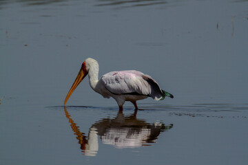 great white bird in water