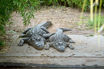 the two large alligator are resting