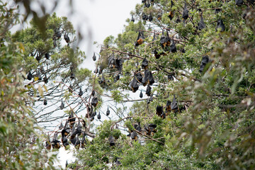 the black flying foxes are in the botanical gardens in Adelaide