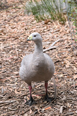 the cape barren goose is looking for food