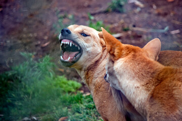 the two dingos are fighting to see which is the alpha dog