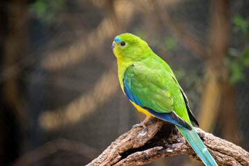 the blue winged parrot is perched on a branch