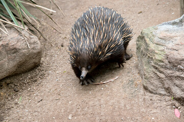 the echidna has a long nose to get in ant nests