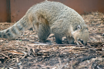 Obraz premium this is a side view of a coati
