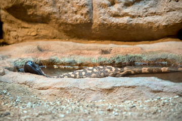 the gilo monster is lying in a rock crevise