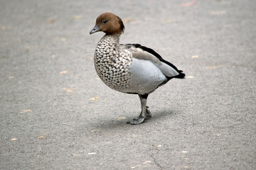 the male Australian wood duck or maned duck has brown feathers on the back of its neck that looks...