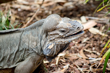 this is a close up of a Rhinoceros iguana