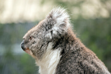 this is a close up of an Australian Koala