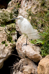 the little egret is an all white bird with a pointy black beak