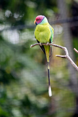 the plum headed parakeet is perched on a branch